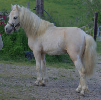 Vente de poney